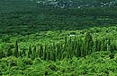 Garrigue de
Puechabon