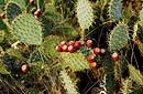 Figues de Barbarie