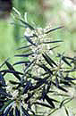 Gassac